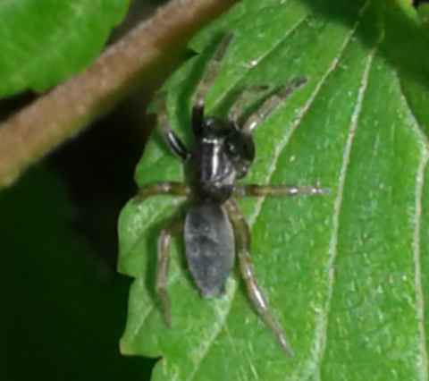 Gnaphosidae: Phaeocedus braccatus, immaturo